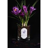  empty vessel of soil of paradise candle from paradise and its delights collection filled with soil and crocus flowers.